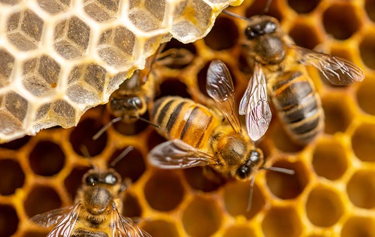 bees in honey comb