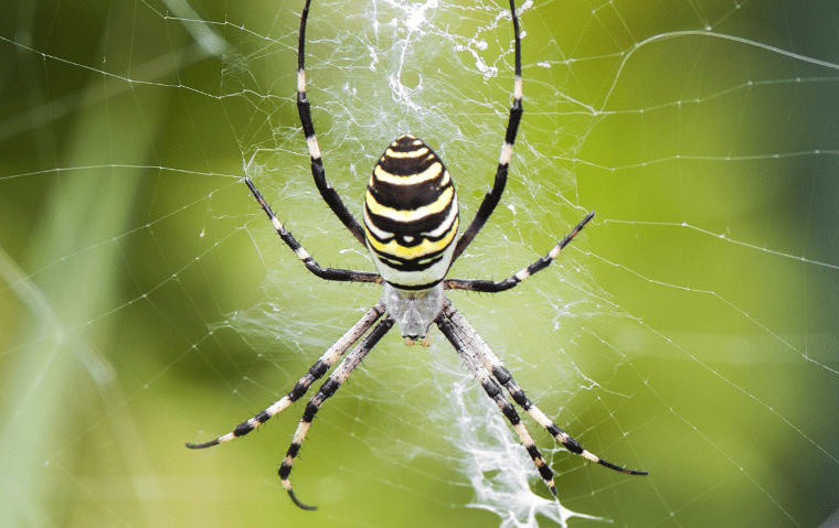 a black and yellow garden spider in a florida yard 