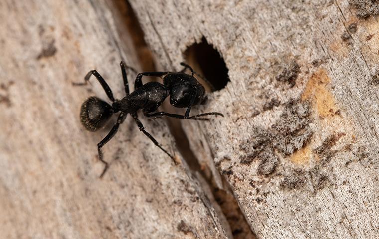 black ant crawling into a hole