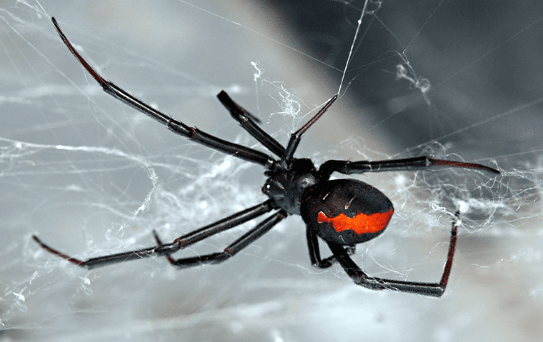 a black widow spider in its web in jacksonville florida