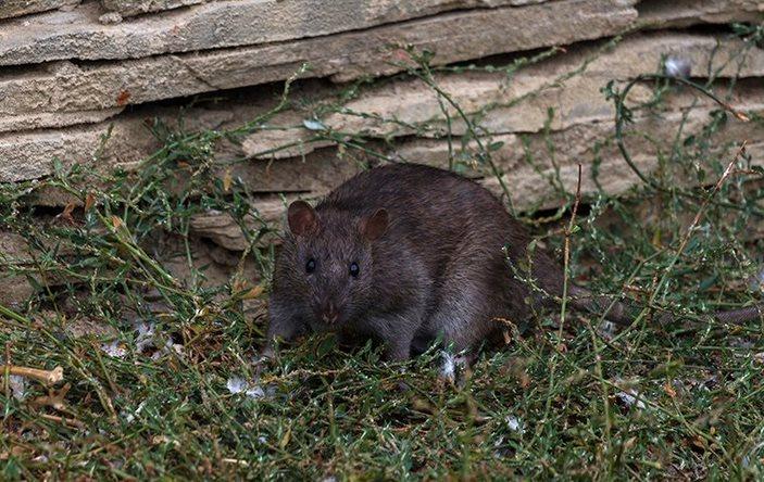 A rat near a home's foundation.