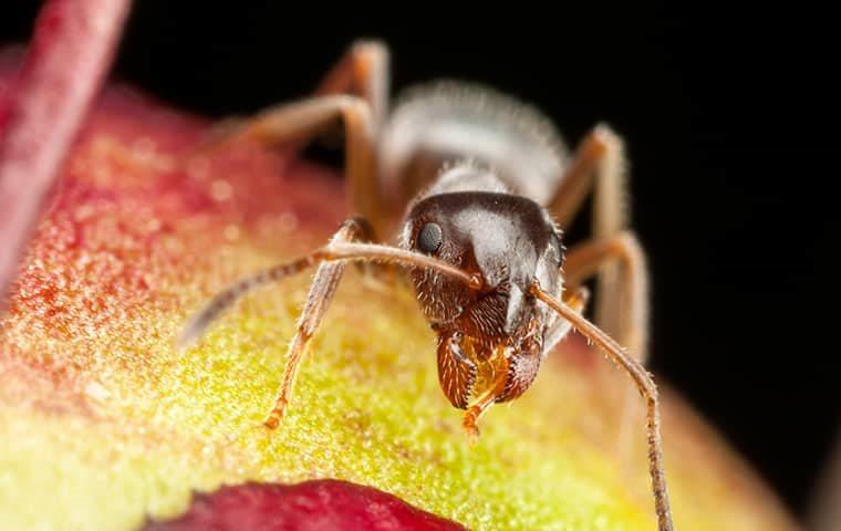 ant eating a peach