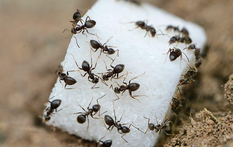 ants crawling over a sugar cube