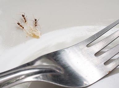 ants in kitchen on dishes