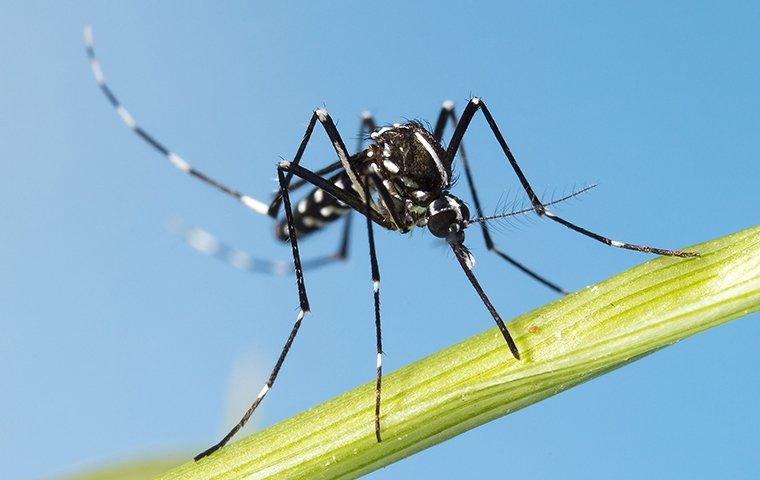 a mosquito on the stem of a plant