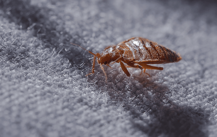 Defending Your Wardrobe: The Battle Against Clothing Moths In Jacksonville