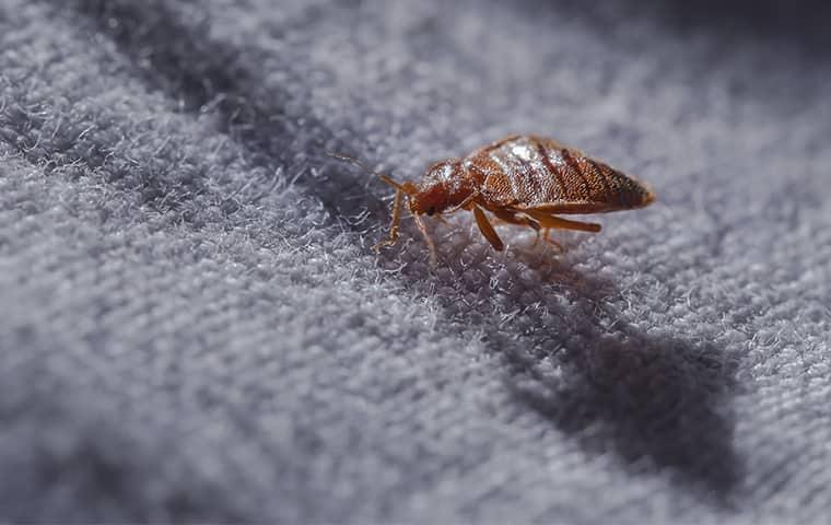 a biting bed bug scawling along the white linens of a jacksonville residential bed in the dark of the night