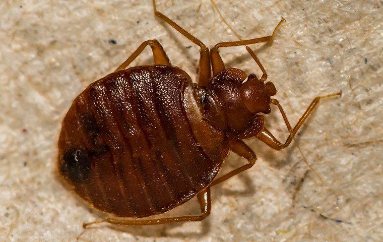 A bed bug on furniture.