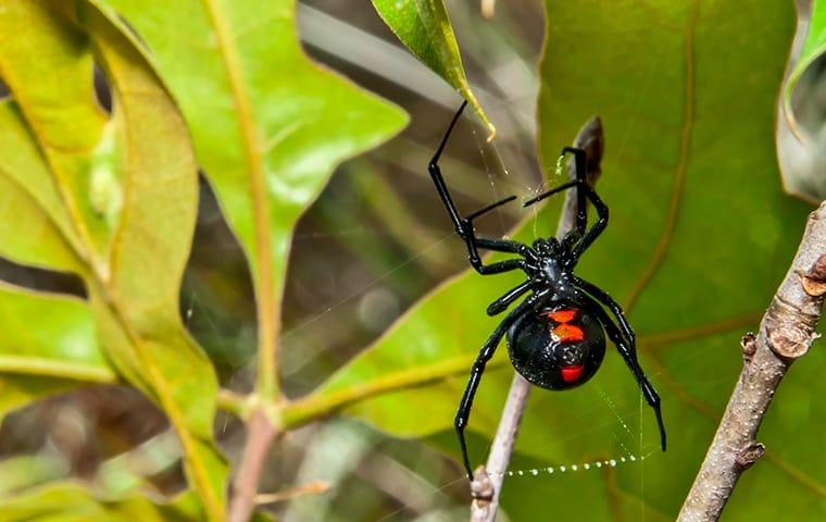 a black widow spider crawling up its web in a florida garden of vibrant green leaves