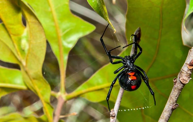 Are Jumping Spiders Poisonous? - Insectek Pest Solutions