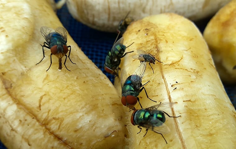 House & Fruit Fly Facts for Kids - What Do Flies Eat?