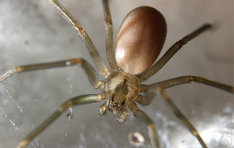 brown recluse spider in a web