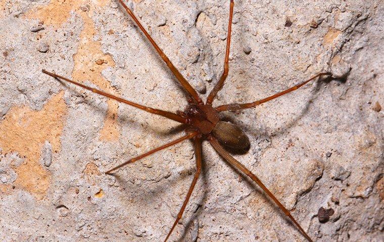 brown recluse spider on basement wall