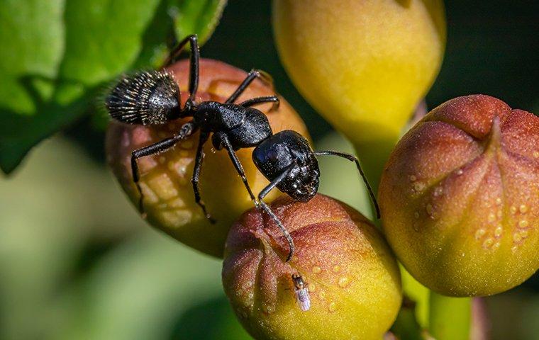carpenter ant on dew covered fruit