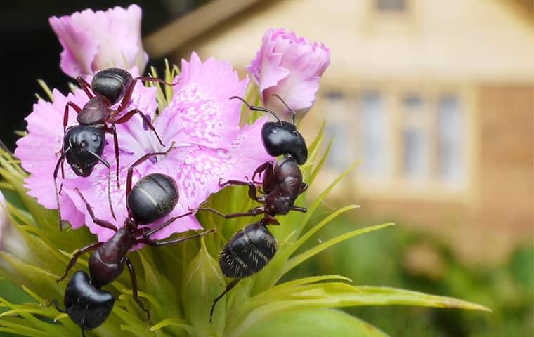 https://cdn.branchcms.com/PW6XA6R3kl-1121/images/blog/carpenter-ants-up-close-on-pink-flower-in-florida-residential-lawn.jpg