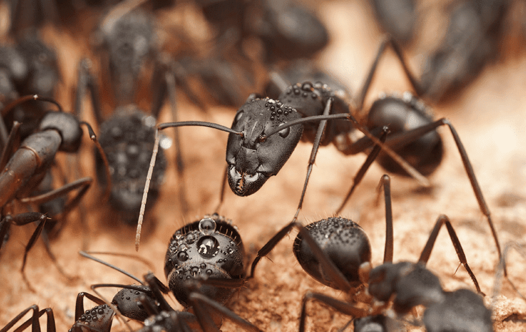 carpenter ants in jacksonville