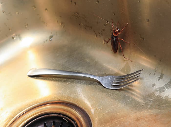 cockroach crawling in kitchen sink in jacksonville fl