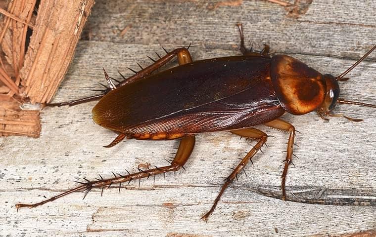 a cockroach crawling along a wooden table top in a jacksonville kitchen