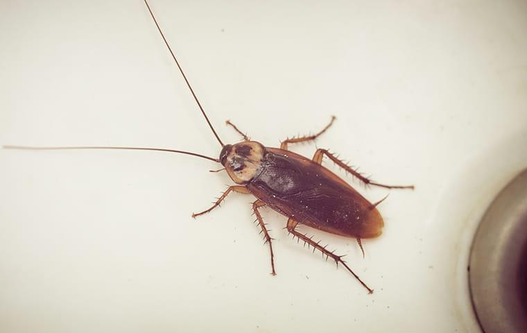 a cockroach infestation in a jacksonville florida home