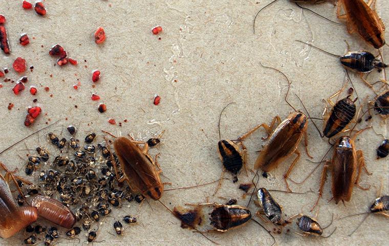 How Do You Get Rid Of Roaches In Your House In Jacksonville?