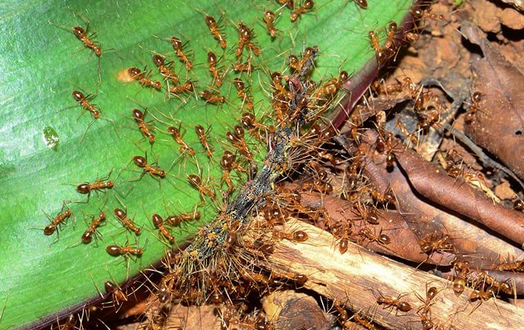 ant in jacksonville backyard