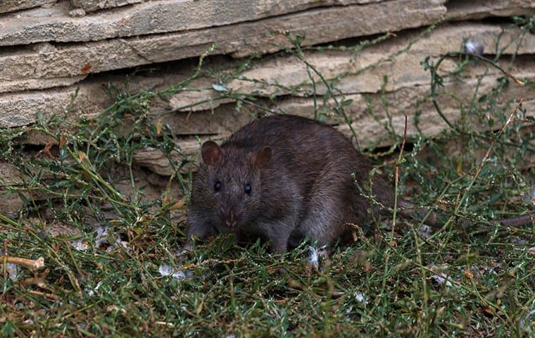 rat in yard