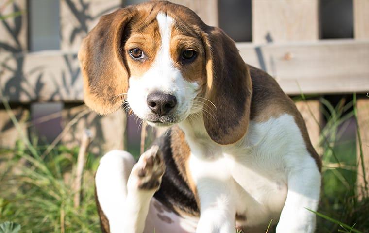 a dog scratching at hos flea inseted fur in the backyard of a home in florida