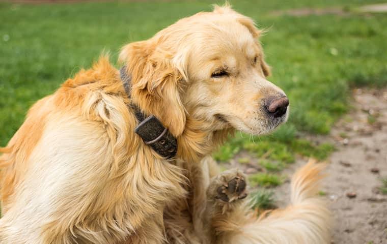 flea bites on golden retriever