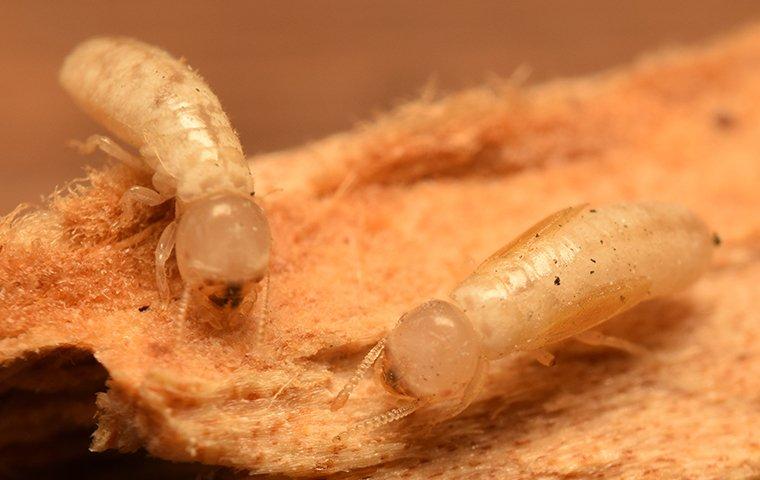 two drywood termites crawling on damaged wood