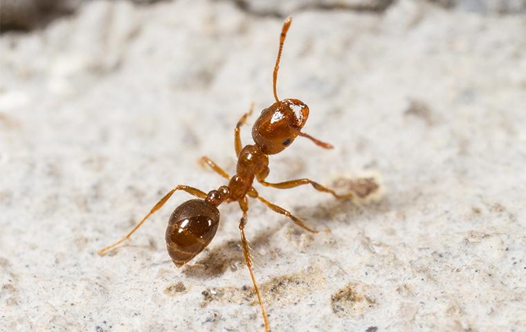 big red ants bite