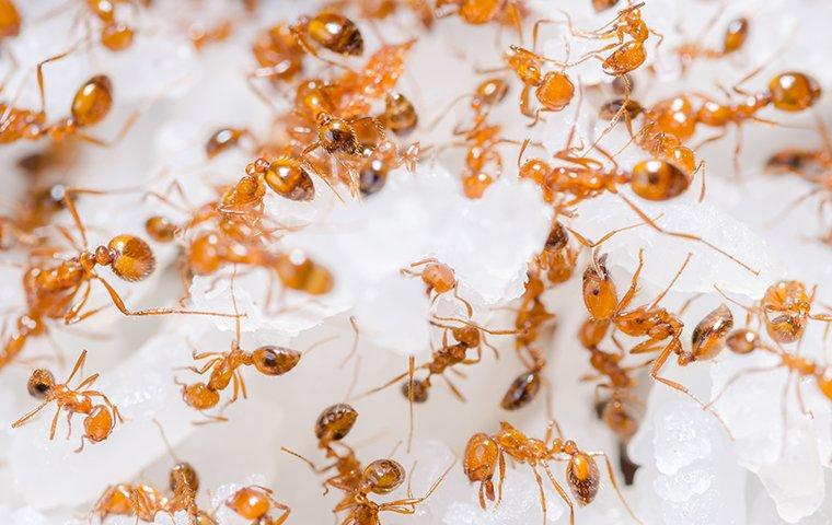 a cluster of fire ants crawling on food