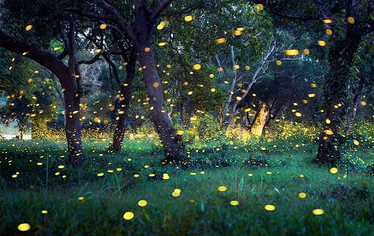 a field of ever green at dusk well light by clusters of fire flies on a jacksonville property