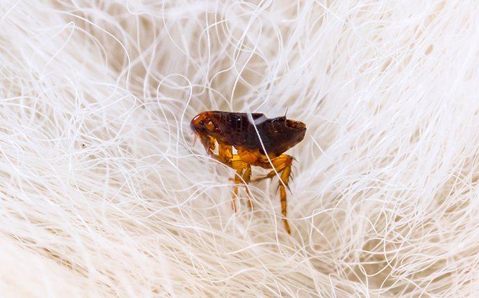 A flea in a dog's fur.