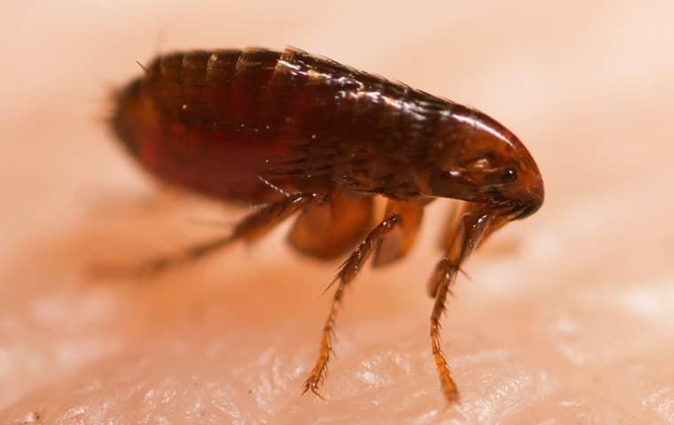 flea standing on surface