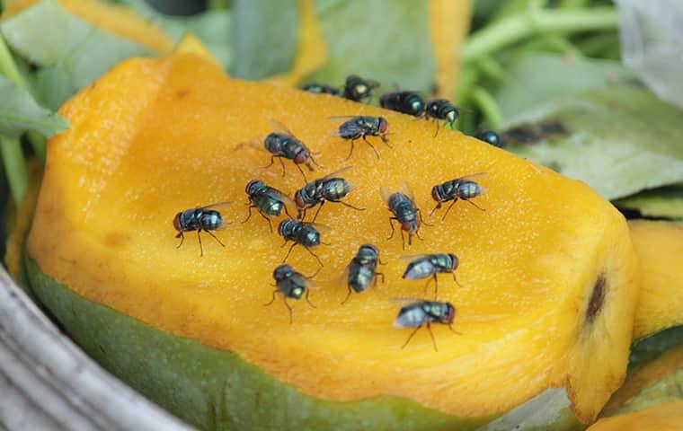 many flies on a piece of fruit