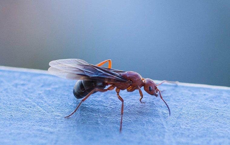 a flying ant on white patio chair