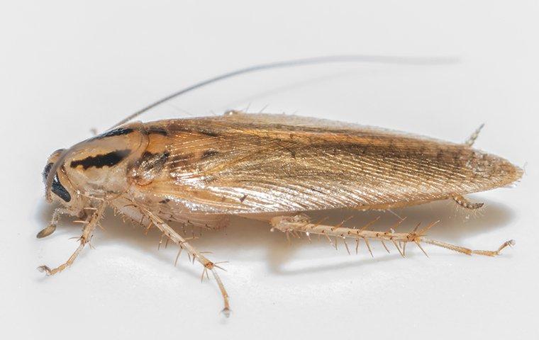 a german cockroach crawling in a kitchen