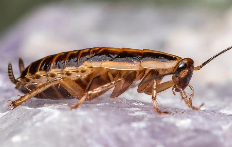cockroach on clear plastic