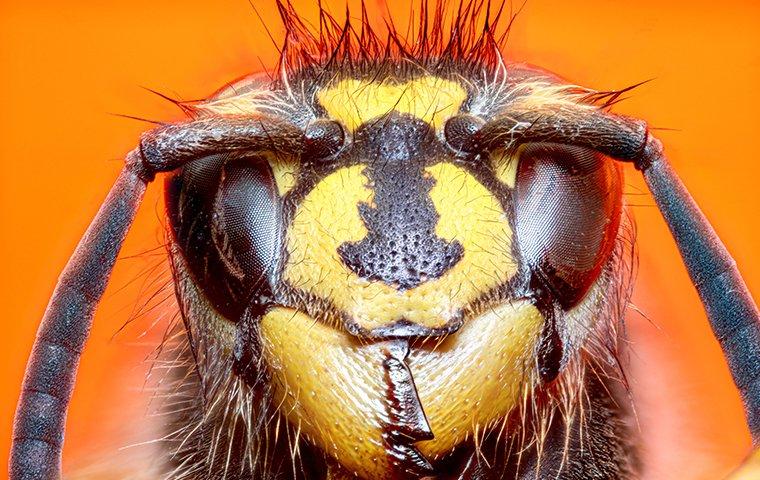 a head on look of a hornet