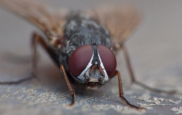 How Do You Get Rid Of Flies Outside? – Forbes Home