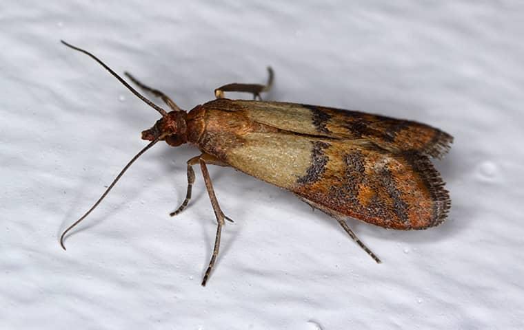 How to get rid of moths: Five ways to banish 'destructive' clothes moths  for good