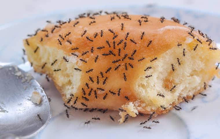 ants crawling on donut