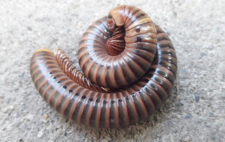 millipede curled up on a rock