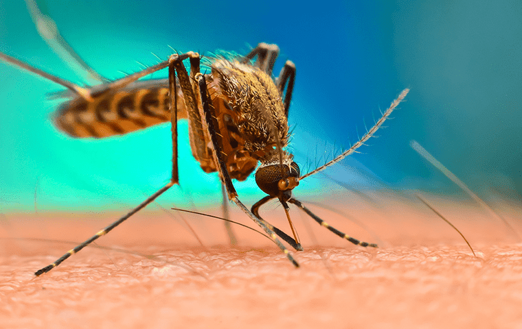 mosquito biting florida resident