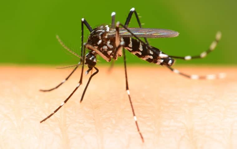 and black and white striped mosquito biting a jacksonville resident on their arm