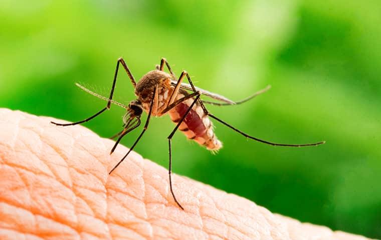 a mosquito biting human skin