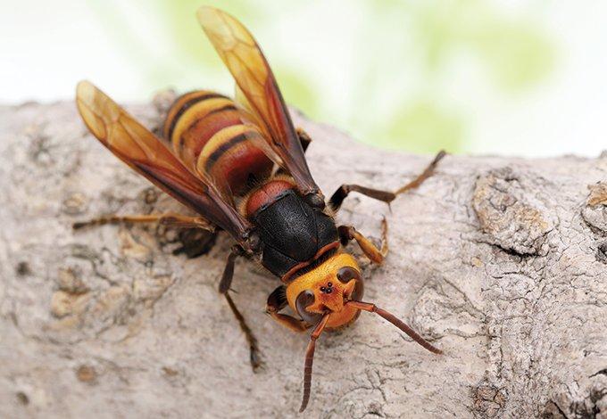 murder hornet on tree branch