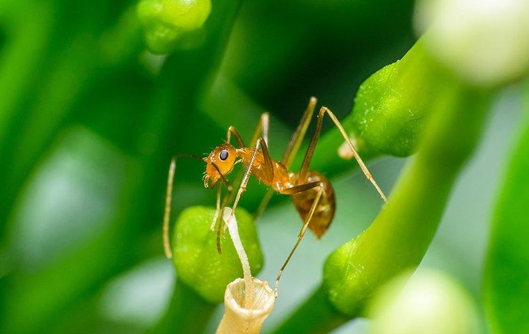 https://cdn.branchcms.com/PW6XA6R3kl-1121/images/blog/pharaoh-ant-on-leaf-stem-up-close.jpg