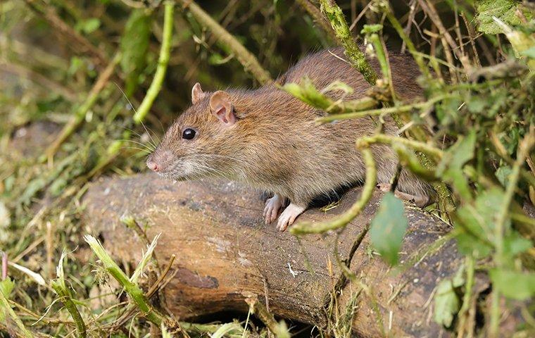 Mice in Backyard: How to Get Rid of Mice in Your Yard