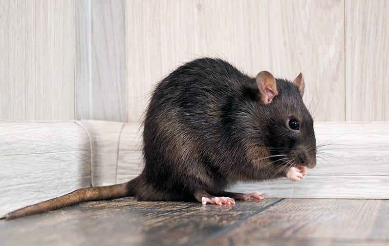 a roof rat infesting a jacksonville florida livingroom during fall season